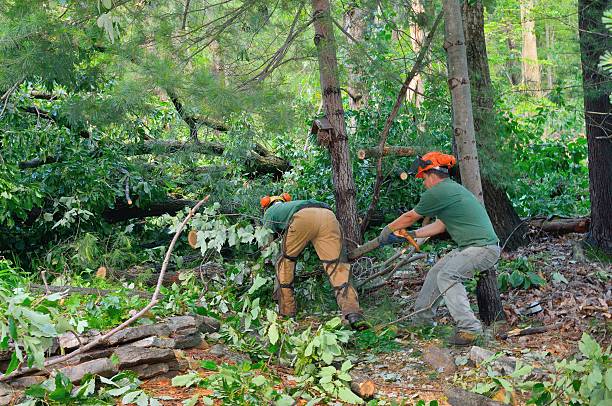 How Our Tree Care Process Works  in  Indian Wells, CA