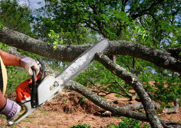 Indian Wells, CA Tree Removal Company